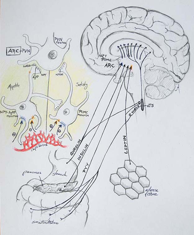 Figure 2. Central metabolic circuitry and ARC neurons in melanocortin system. A detail in color shows a detail of ARC connection to PVN. Blue arrow tips show ghrelin positive or negative effect on ARC neurons; orange arrow tips show leptin positive or negative effect on ARC neurons. nTS: nucleus tractus solitarius. PYY: peptide YY.