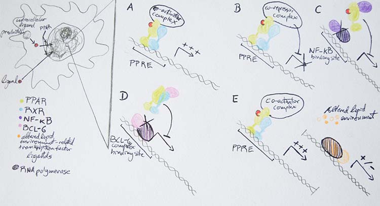 Figure 4. Mechanisms of transcriptional regulation by PPARs. A: direct transactivation. B: direct repression. C: ligand dependent trans-repression; after ligand binding PPAR can interfere with the activity of transcription factors, such as NF-κD. D: ligand independent transrepression; unliganded PPAR can bind and sequester transcription factors, such as BCL-6. E: alteration of lipid homeostasis affecting gene regulation(activation or repression) through unrelated transcription factors.