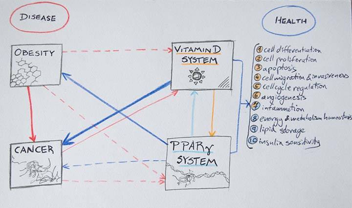 Figure 5. Balance of disease and health in vitamin D/VDR system and PPARγ system crosstalk. Blue arrows: positive effects. Red arrows: harmful effects. Light blue arrow: PPARγ system influence on vitamin D system, orange arrow: vitamin D influence on PPARγ system. Arrow width proportional to strength and consistency of association. Continuous line: in vitro/ in vivo evidence demonstrated effects. Dashed line: hypothetical effects. Orange colored numbers are processes attributed to vitamin D system. Light blue colored numbers are processes attributed to PPARγ system.