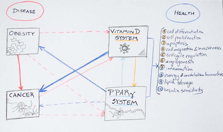 Figure 5. The balance of disease and health in vitamin D/VDR system and PPARγ system crosstalk. Blue arrows: positive effects. Red arrows: harmful effects. Light blue arrow: PPARγ system influence on vitamin D system, orange arrow: vitamin D influence on PPARγ system. Arrow width proportional to strength and consistency of association. Continuous line: in vitro/ in vivo evidence demonstrated effects. Dashed line: hypothetical effects. Orange colored numbers are processes attributed to vitamin D system. Light blue colored numbers are processes attributed to PPARγ system.