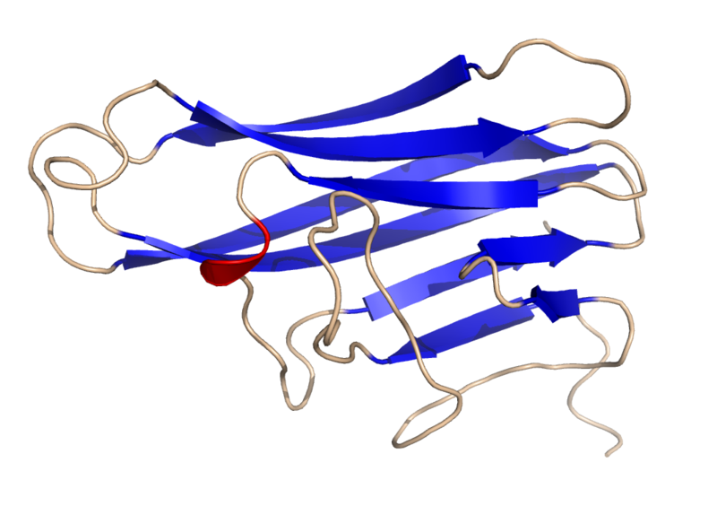 800px-Human_CD40L_Crystal_Structure.rsh.png