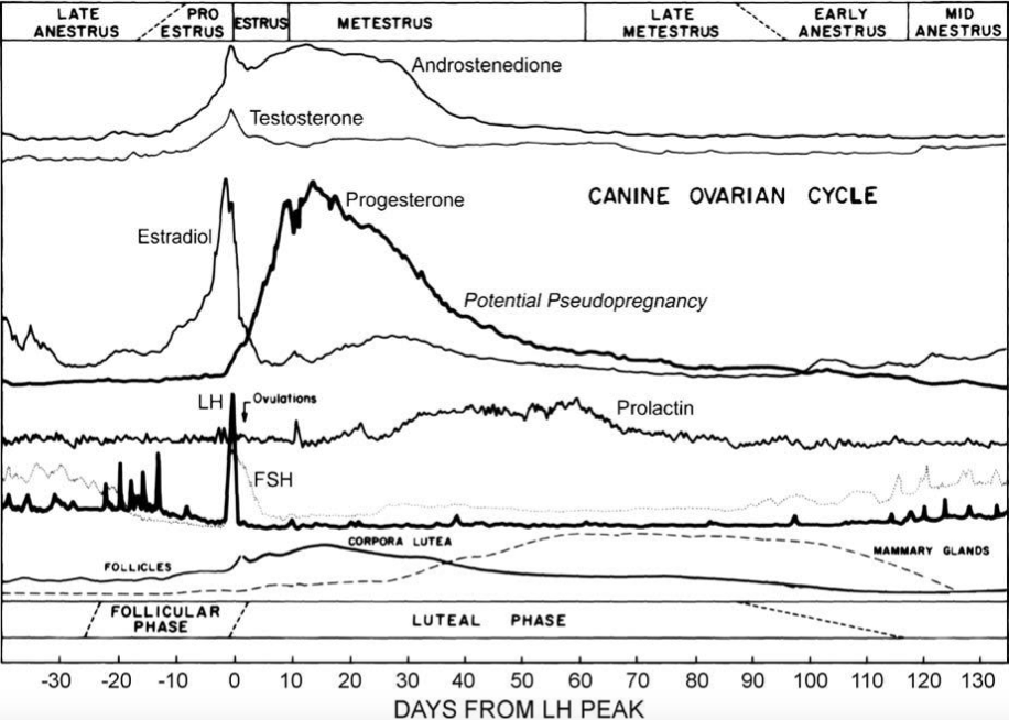 Schematic of hormone levels in the estrous cycle of the bitch.png