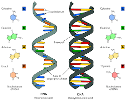 RNADNA.png