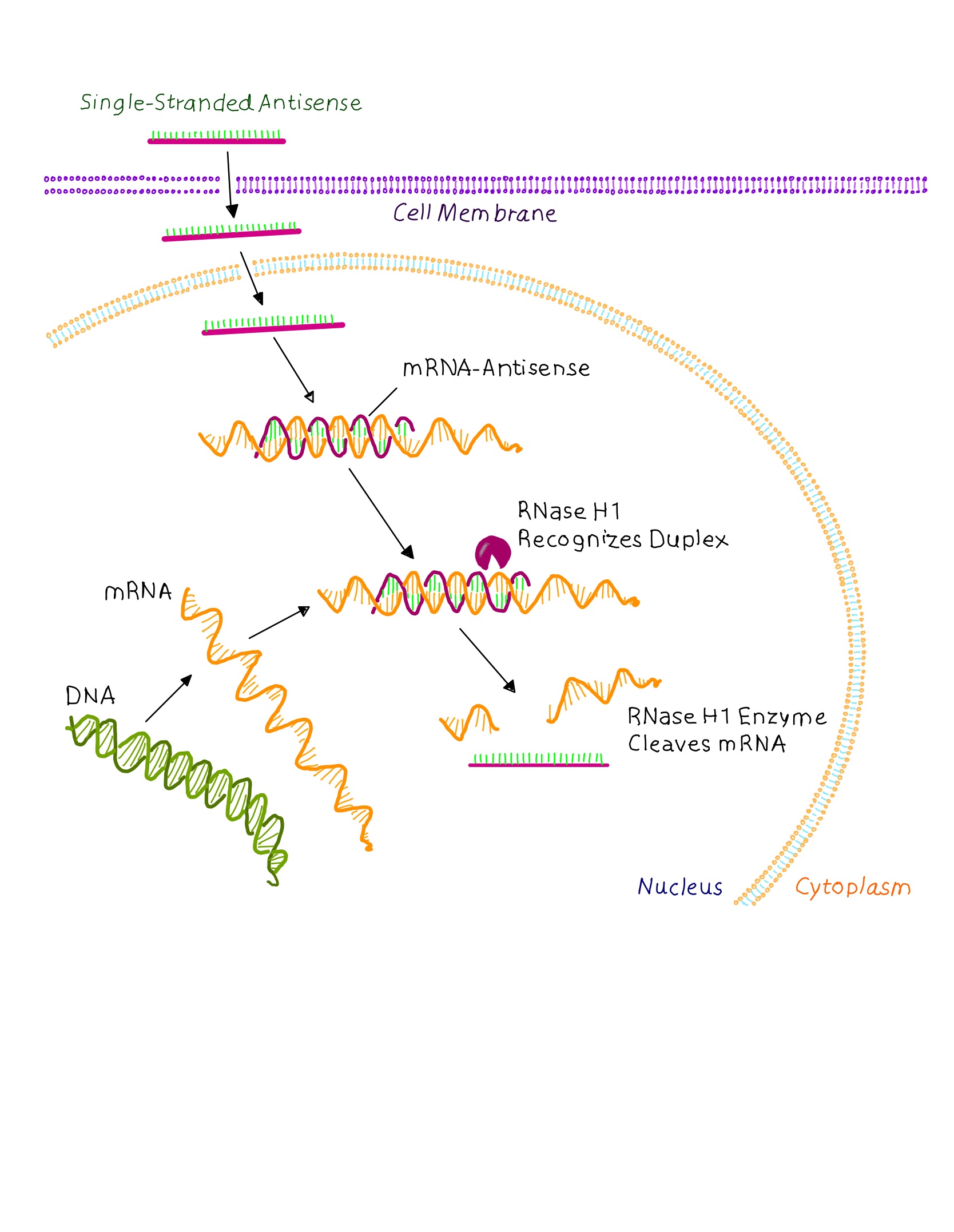 graphic showinga simplified view of RNase H mechanism. The single stranded DNA-like oligonucleotide enters a cell, interacts with its target RNA in the cytoplasm or nucleus of a cell, and then recruits RNase HI, which mediate the selective cleavage of the target RNA molecule within the DNA:RNA duplex (Macleod and Crooke, 2017).