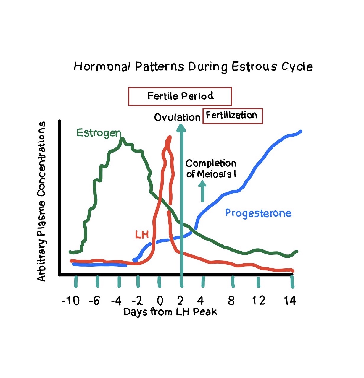 Hormonal levels of the estrous cycle.jpg
