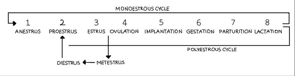 Monoestrouscycle.jpg