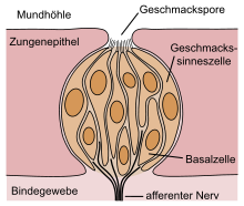 Geschmacksknospe