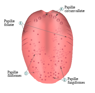 Zungenpapillen