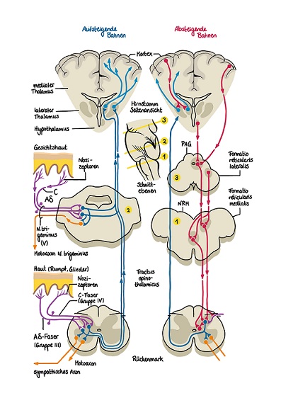 NozizeptivesSystem