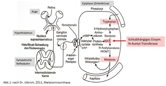 Melatoninsynthese
