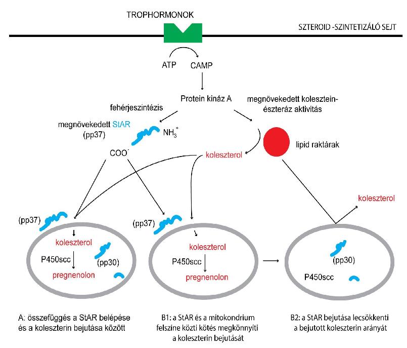 A StAR protein működése