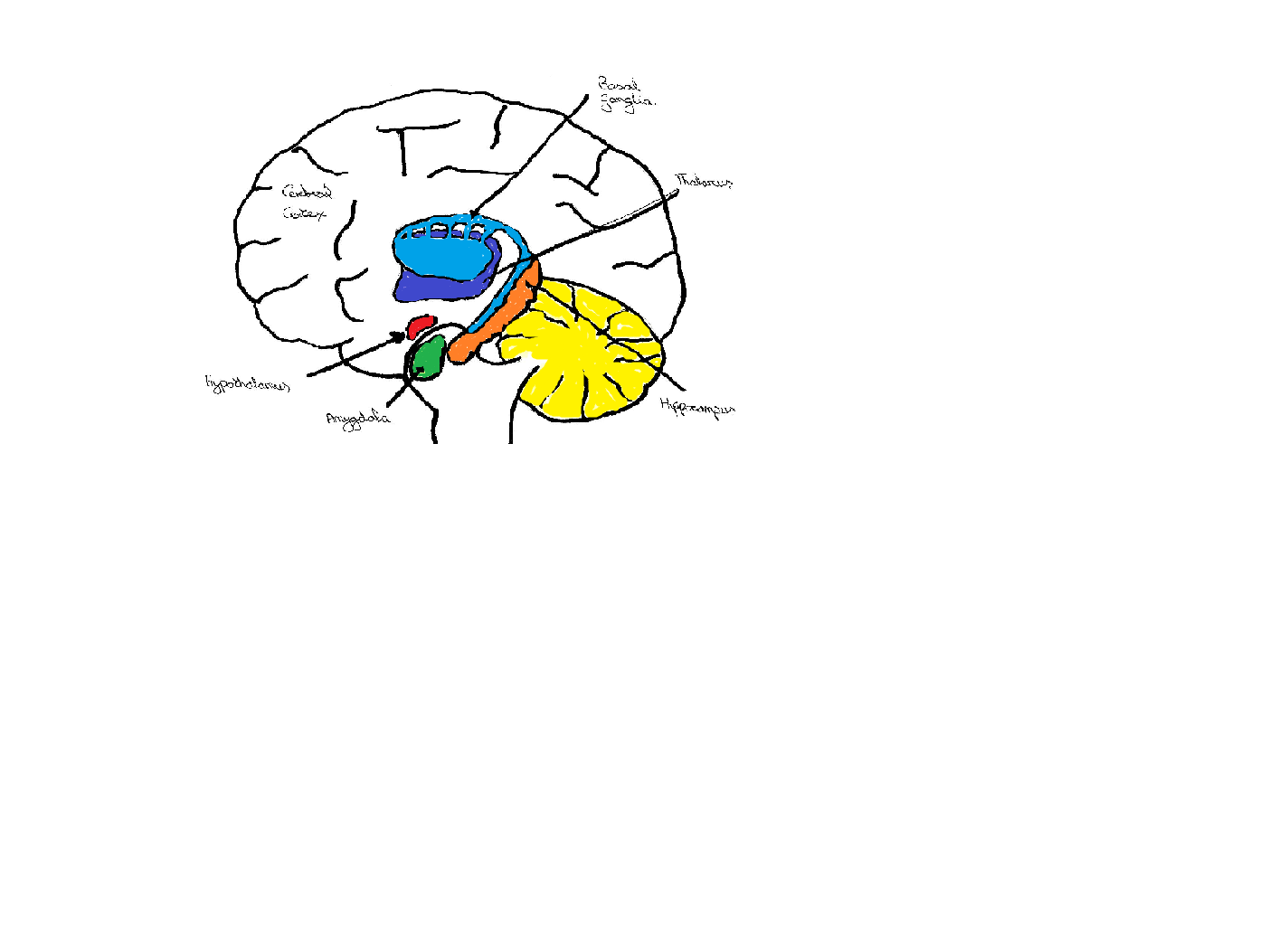 Subcortical brain structures