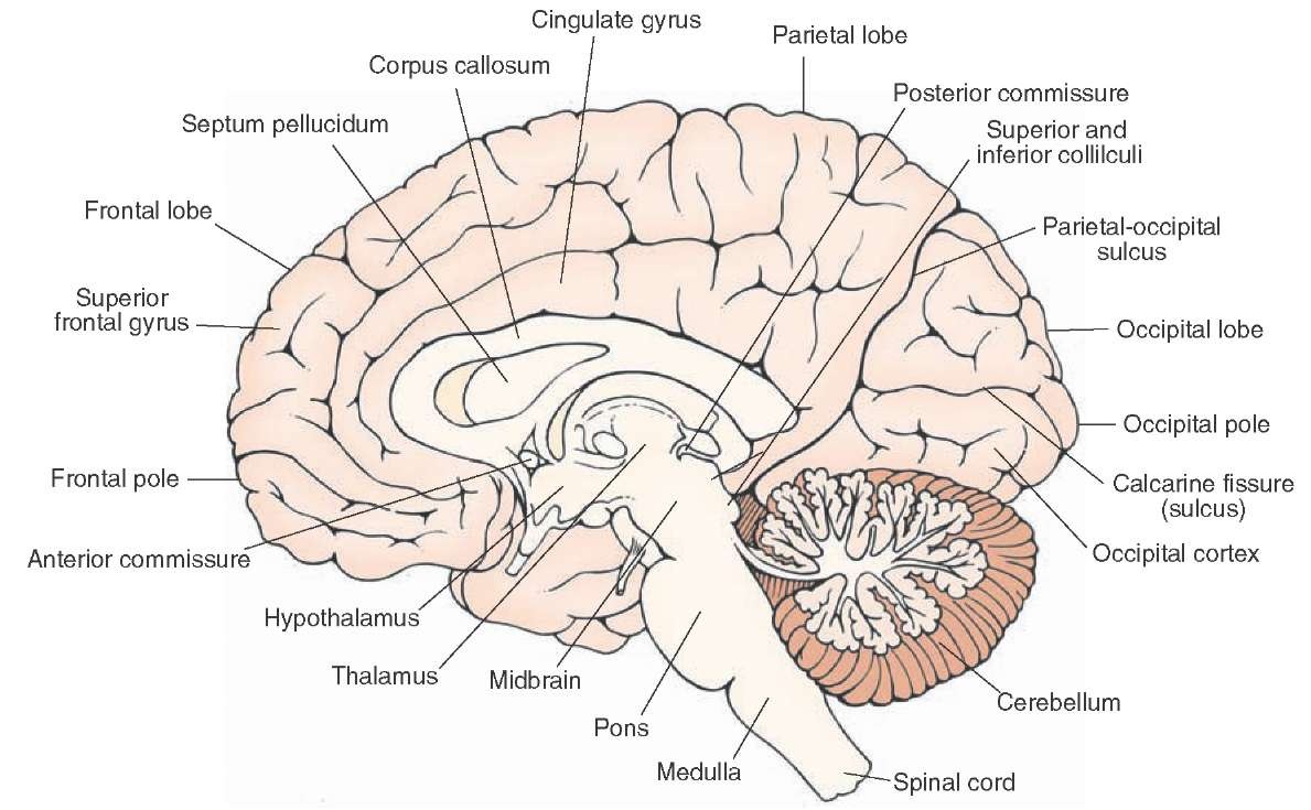 Subcortical brain structures