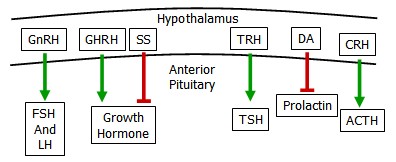 hormone relations