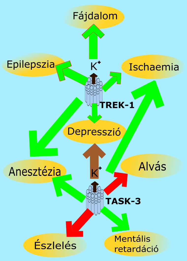 felugró szöveg