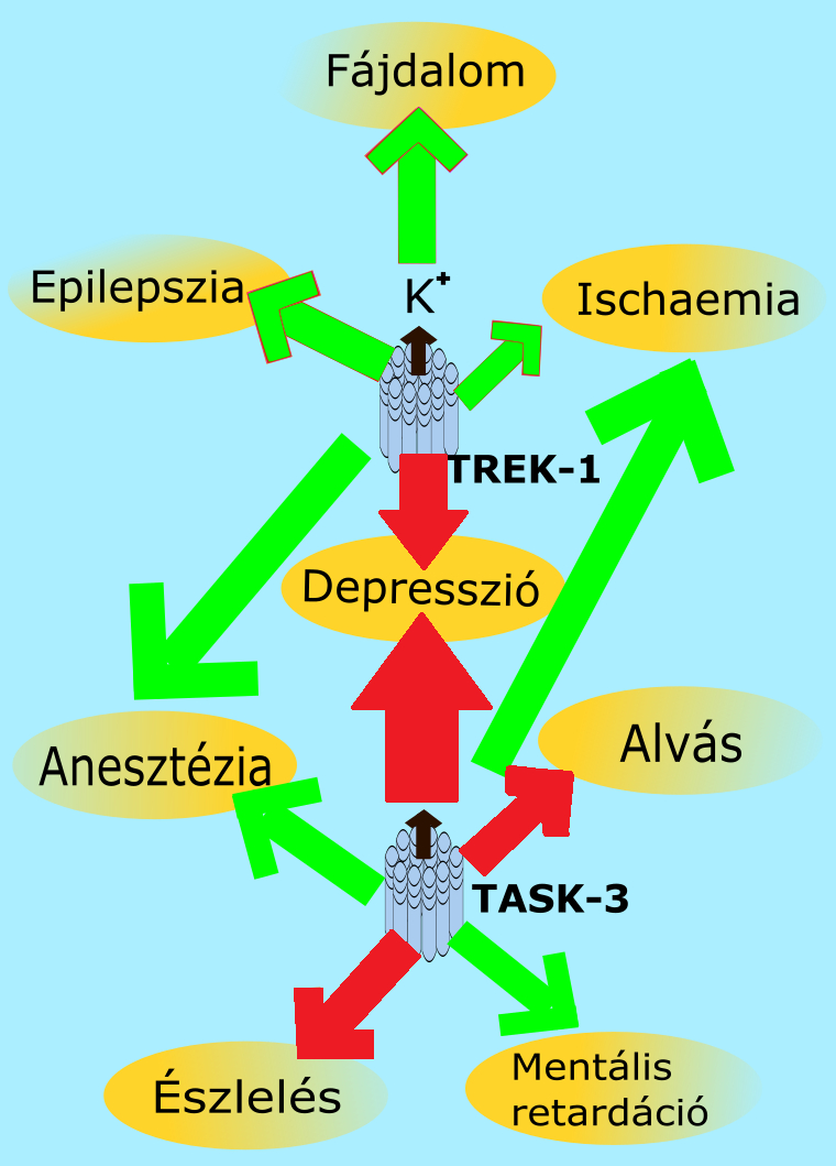 felugró szöveg