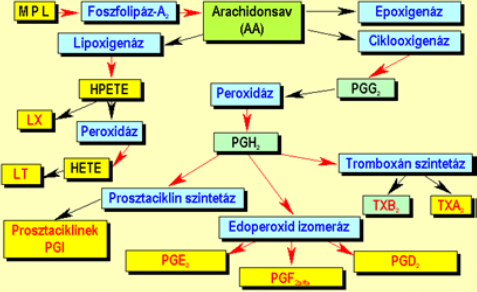 eikozanoid keletkezési utak