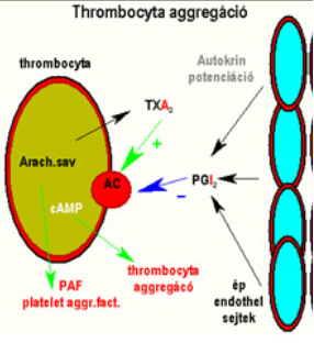 thrombocyta aggregáció