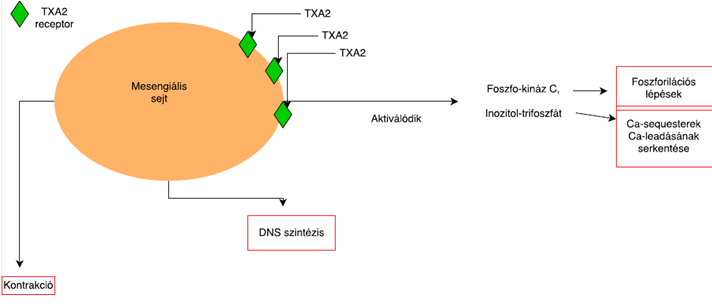 TXA2 mesengiális sejteken keresztül kifejtett hatásai
