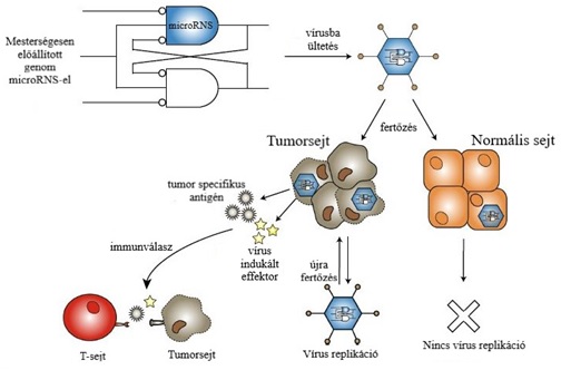 A genomba ültetett microRNS hatásmechanizmusa