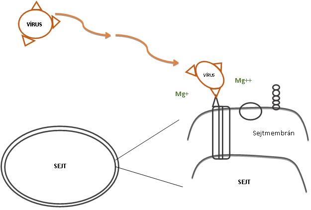 Vírusok sejtbejutása