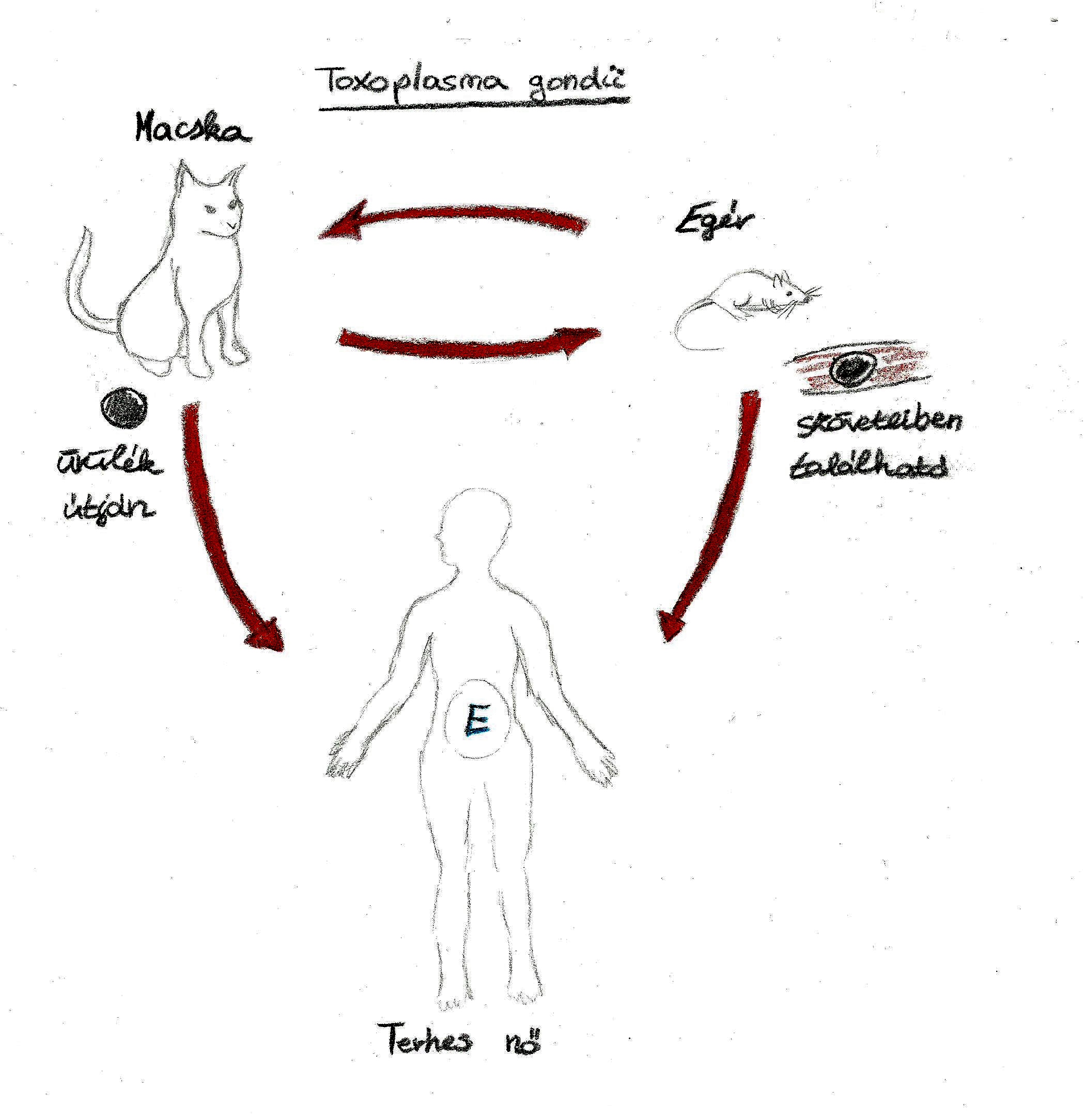 Toxoplasma gondii életciklusa