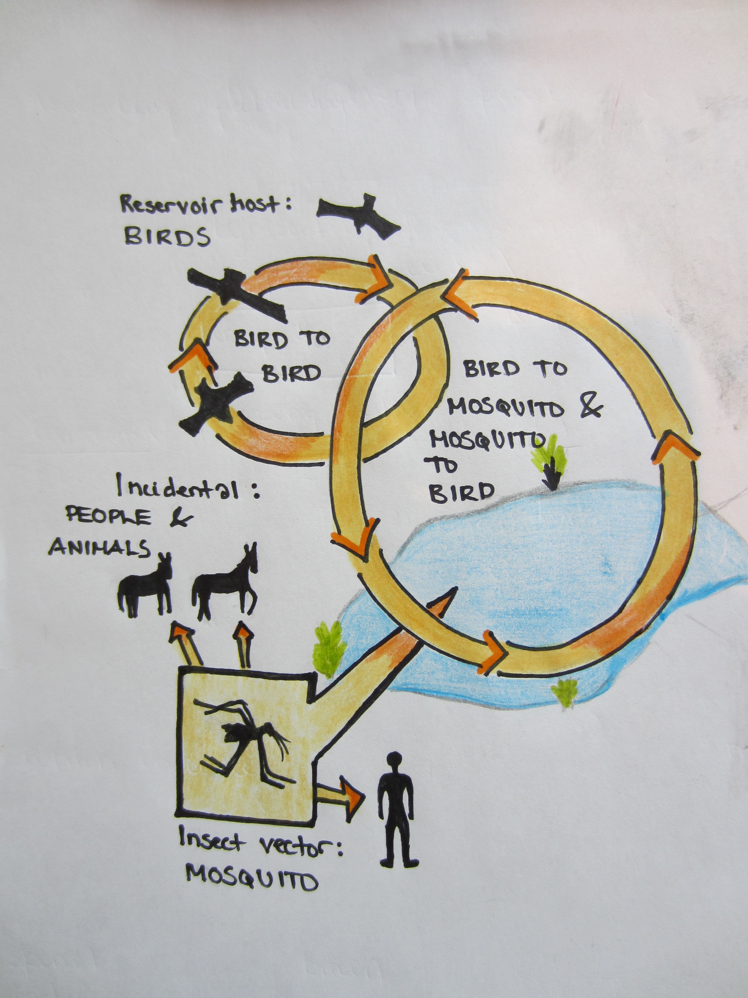 Transmission cycle of the West Nile Virus