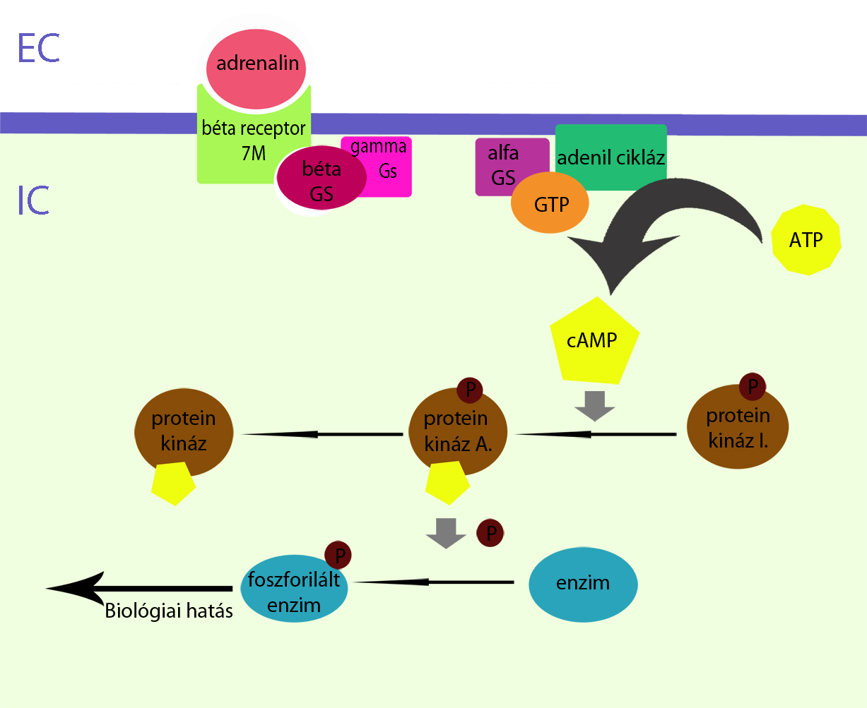 1. Ábra, cAMP általános