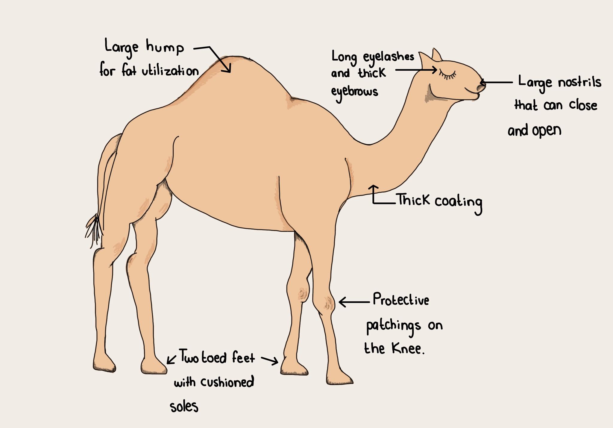 Diagram of a camel's desert adaptations