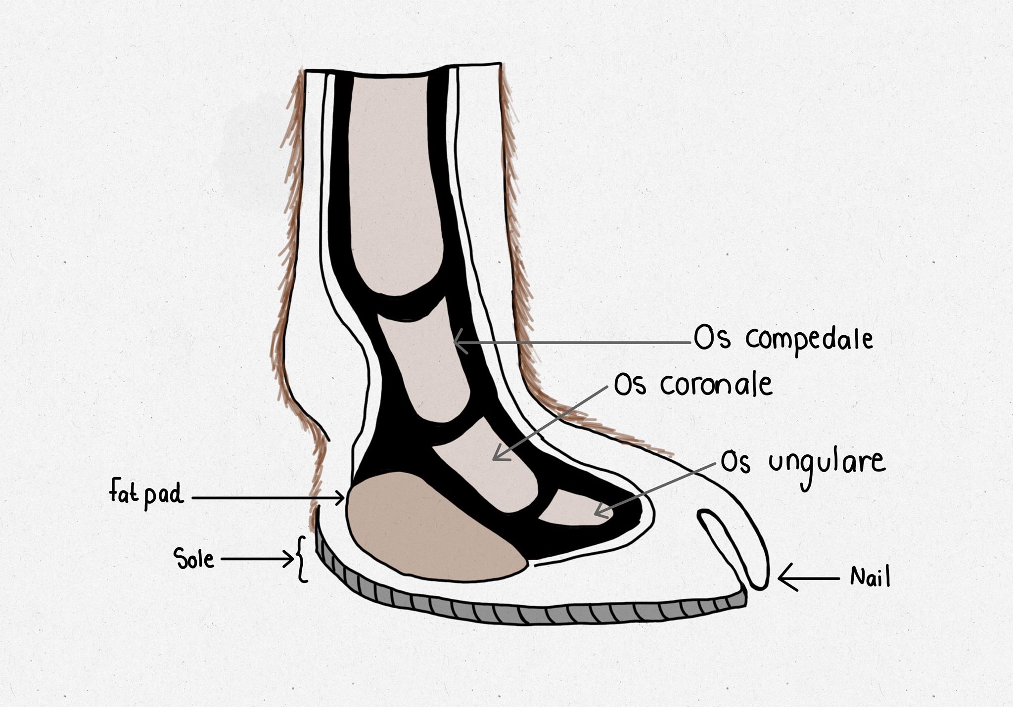 Diagram of the structure of the foot of a camel