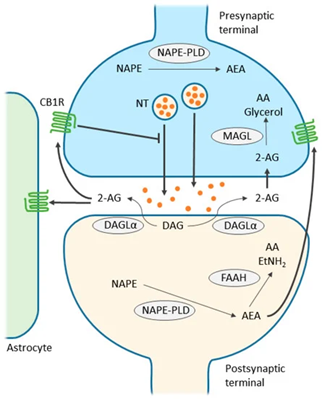 Figure shows the EC synaptic transmission. The endocannabinoids: 2-AG and anandamide (AEA) are produced in the post synaptic terminals after neuronal activation. Being lipids, they easily travel across cell membranes to activate the CB1R in the presyanptic terminal. CB1R activation inhibits neurotransmitter realease due to calcium influx suspension. Activation of CB1R in the astorcytes produce glutamate. Left over 2-AG in the synaptic cleft is taken up by the presynaptic terminal to be degraded into arachidonic acid and glycerol. AEA also activates presynaptic CB1Rs.