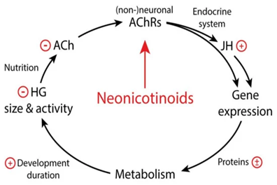 The figure shows the functions of acetylecholine on the endocrine system, metabolism and developement duration of honeybees and the effect of neonicotinoids on the whole cycle. Neonicotinoids will alter the gene expression with an increase of juvenile hormone (JH) and because of this will alter the amount of proteins metabolised. This elongates the duration of honey bee development, thus, reducing hypopharyngeal gland (HG) activity and consequently ACh production. Reduced ACh production will affect the endocrine system and the cycle repeats.