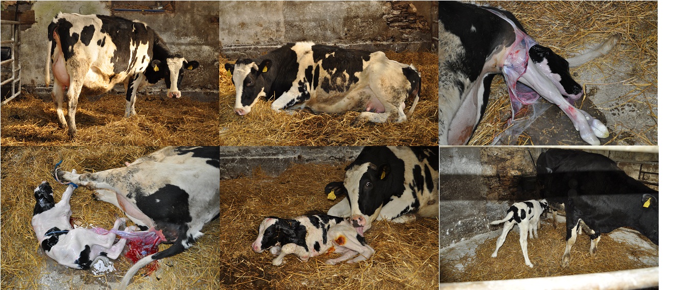 The Cow Calving.jpg