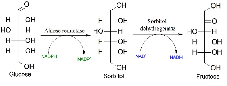 Polyol pathway