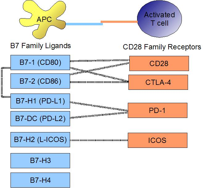 The different immune checkpoints and their mechanisms.png