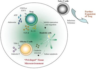 immune regulation by Tregs.png