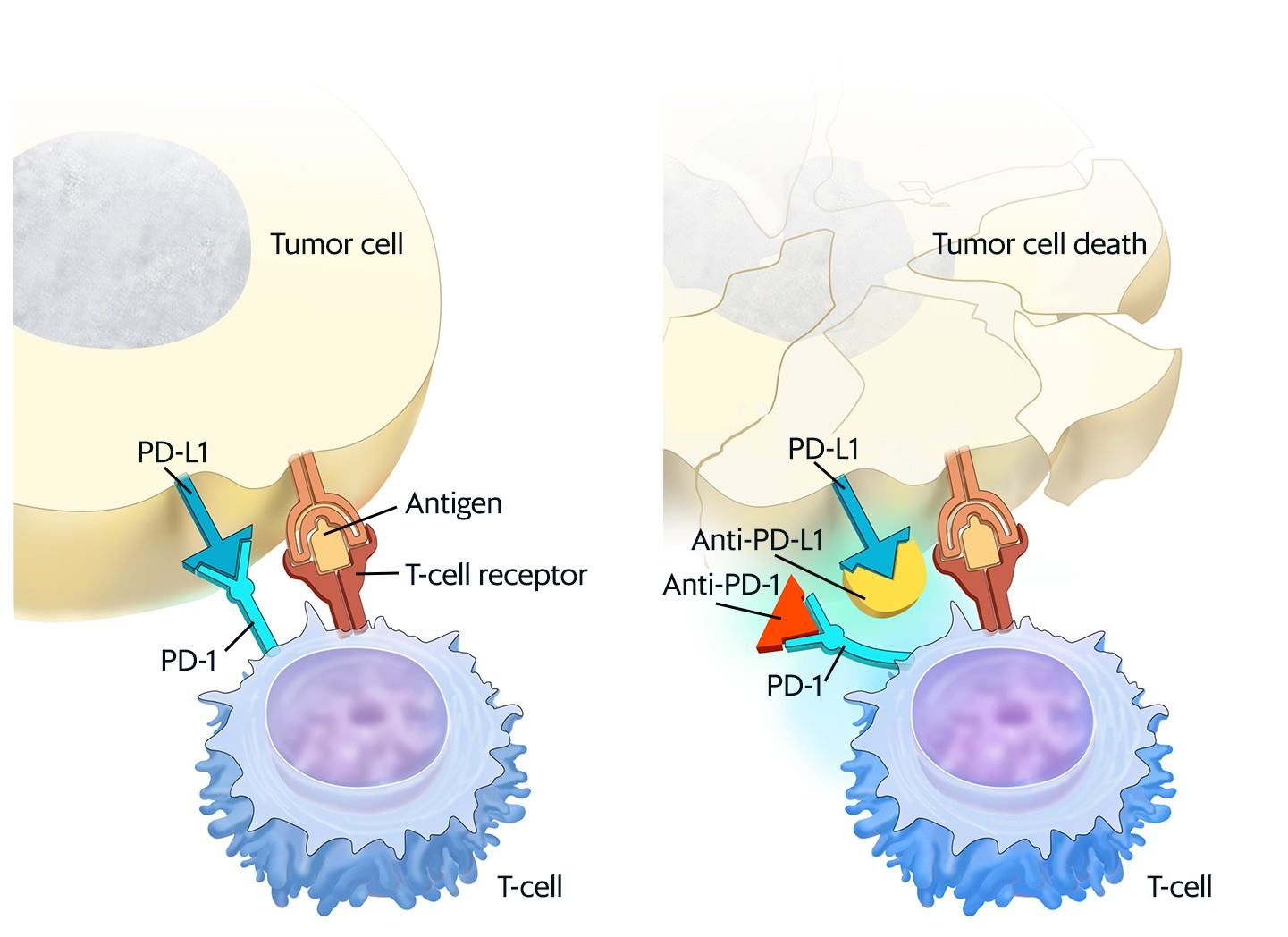 the effect of PD-L1 inhibitors (1).png