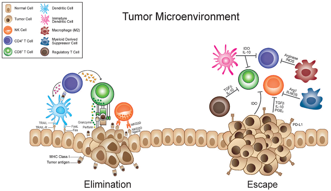 tumor microenvironment.png