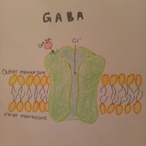 Gaba0.5.jpg