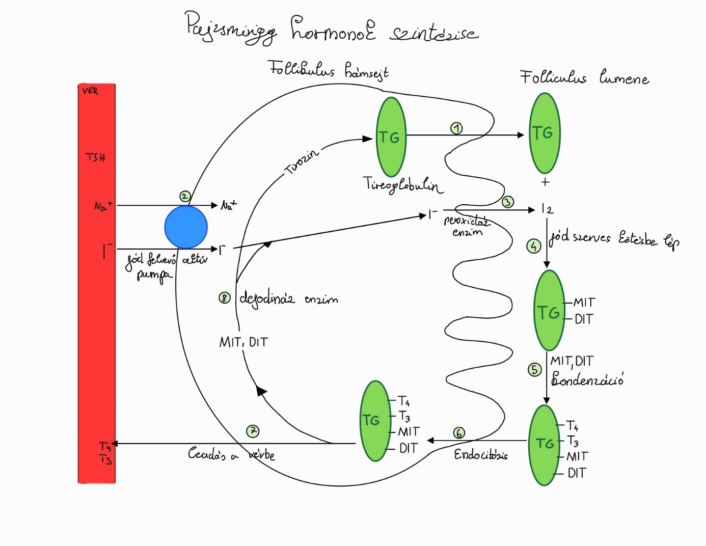 hormonszintézis.png