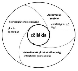 2.ábra: A cöliákia három komponense