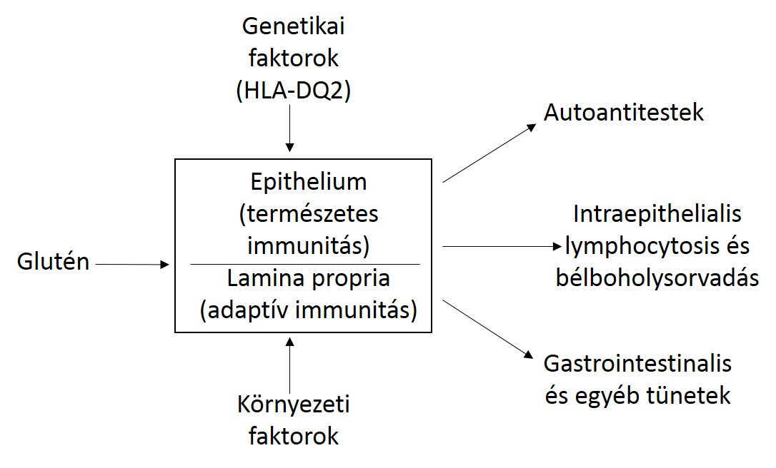 1.ábra: Pathogenesis