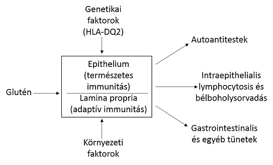 1.ábra: Pathogenesis