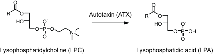 LPC - LPA structure