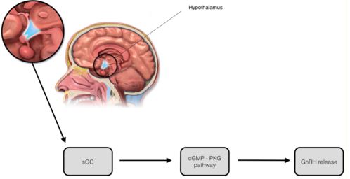 Image modified from: https://upload.wikimedia.org/wikipedia/commons/7/71/Blausen_0536_HypothalamusLocation.png