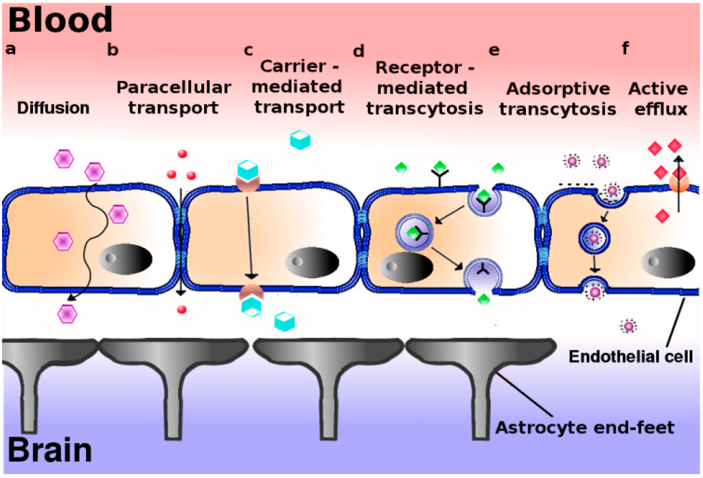 Blood Brain Barrier http://www.mdpi.com/pharmaceutics/pharmaceutics-06-00557/article_deploy/html/images/pharmaceutics-06-00557-g001-1024.png