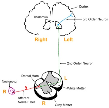 Nociceptiv.jpg